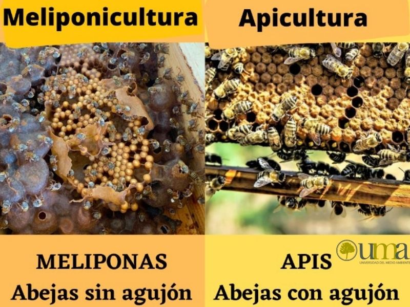diferencias de abejas