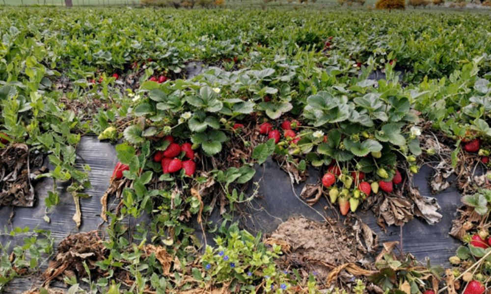 Cultivo de fresas 