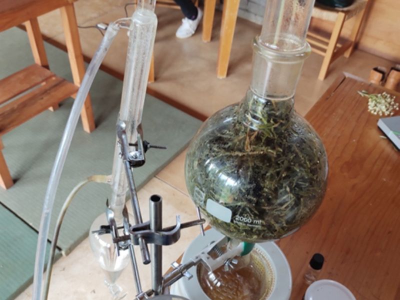 Representación de una destilación de plantas. 