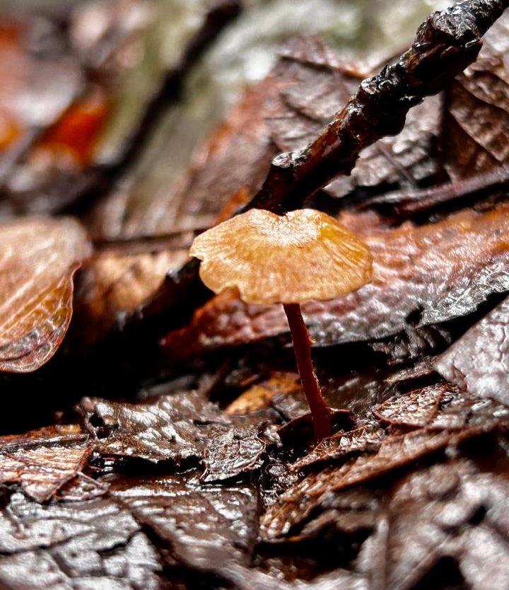 Conexión con la naturaleza, pensamiento sistémico, educación para la sostenibilidad, conexión, reflexión, proyectos de investigación acción y participativa