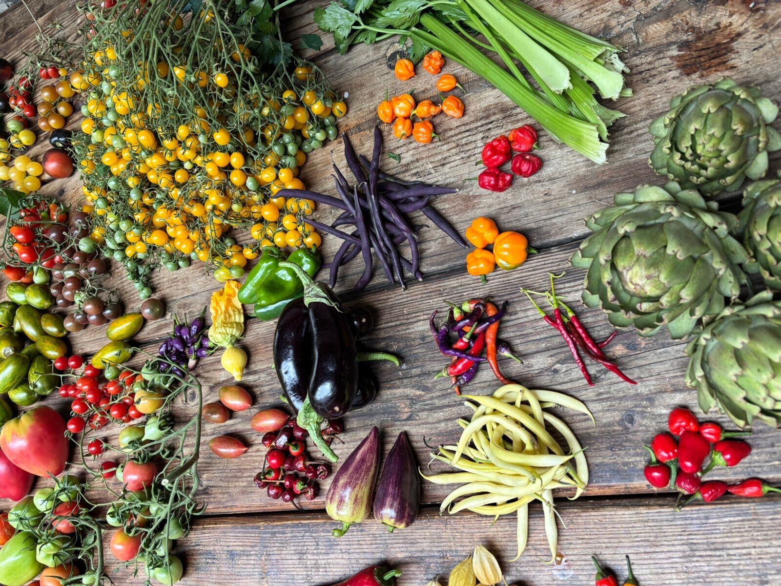 Cosecha de un Sistema Agroecológico