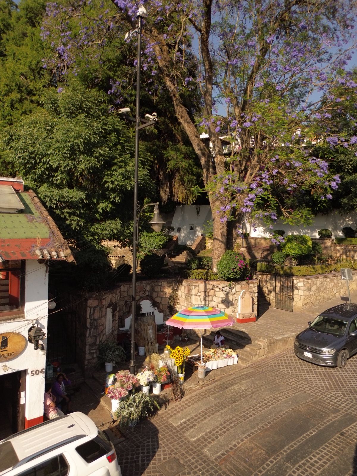 El Pino, Ahuehuete - Fuente: Alejandra Silva 